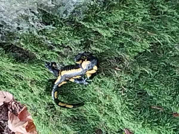 Feuersalamander ... getroffen unterwegs