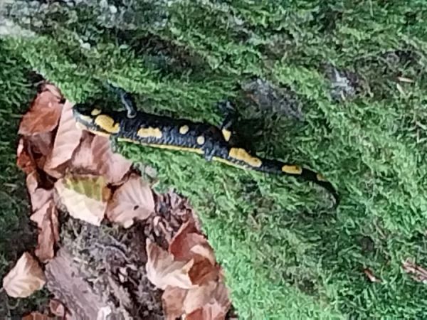 Feuersalamander an Altbuche